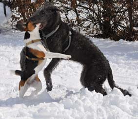 gefressen11 gefressen11