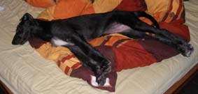 sheenagh-bett22 sheenagh-bett22