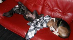 sheenagh-sofa22 sheenagh-sofa22