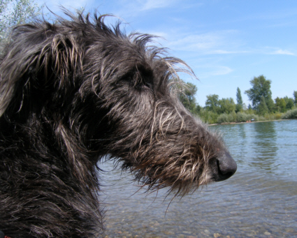 sheenagh bodensee augxxx