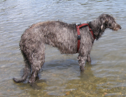 sheenagh bodensee augzzz